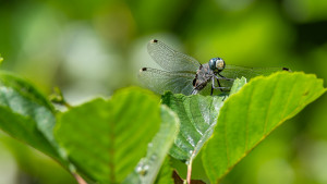 leucorrhinia albifrons leucorrhine a front blanc male leucorrhinia albifrons leucorrhine a front blanc male