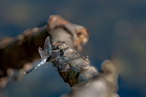 leucorrhinia caudalis leucorrhine a large queue male leucorrhinia caudalis leucorrhine a large queue male