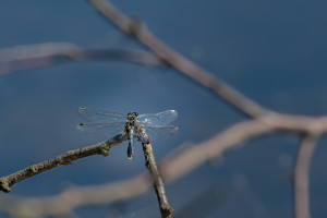 leucorrhinia caudalis leucorrhine a large queue male leucorrhinia caudalis leucorrhine a large queue male