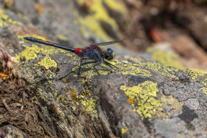leucorrhinia dubia leucorrhine douteuse male leucorrhinia dubia leucorrhine douteuse male
