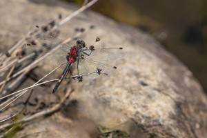 leucorrhinia dubia leucorrhine douteuse male leucorrhinia dubia leucorrhine douteuse male