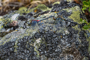leucorrhinia dubia leucorrhine douteuse tandem leucorrhinia dubia leucorrhine douteuse tandem