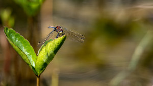leucorrhinia dubia la leucorrhine douteuse leucorrhinia dubia la leucorrhine douteuse