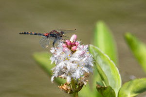 leucorrhinia dubia la leucorrhine douteuse leucorrhinia dubia la leucorrhine douteuse