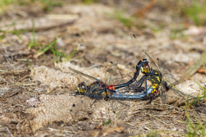leucorrhinia dubia la leucorrhine douteuse leucorrhinia dubia la leucorrhine douteuse