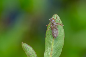 leucorrhinia dubia la leucorrhine douteuse exuvie leucorrhinia dubia la leucorrhine douteuse exuvie