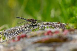 leucorrhinia dubia la leucorrhine douteuse male leucorrhinia dubia la leucorrhine douteuse male
