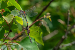 leucorrhinia dubia la leucorrhine douteuse tandem leucorrhinia dubia la leucorrhine douteuse tandem