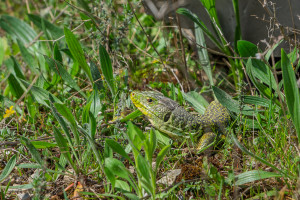 timon lepidus lezard ocelle timon lepidus lezard ocelle