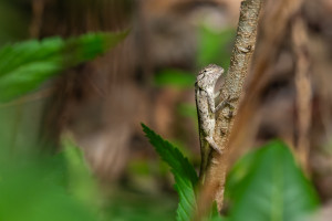 calotes versicolor calotes versicolor