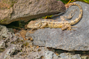 calotes versicolor calotes versicolor
