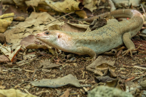 leiolopisma telfairii scinque de telfair leiolopisma telfairii scinque de telfair