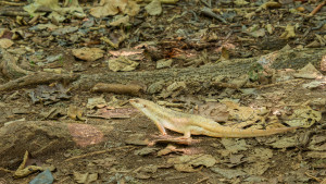 leiolopisma telfairii scinque de telfair leiolopisma telfairii scinque de telfair