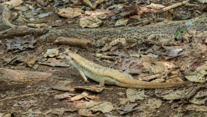 leiolopisma telfairii scinque de telfair leiolopisma telfairii scinque de telfair