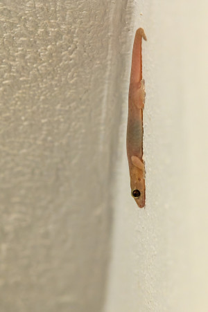 nactus durrelli gecko nocturne endemique de maurice nactus durrelli gecko nocturne endemique de maurice