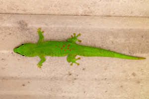 phelsuma madagascariensis grandis gecko geant de madagascar phelsuma madagascariensis grandis gecko geant de madagascar