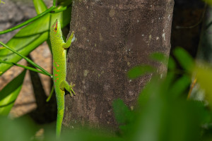 phelsuma madagascariensis grandis gecko geant de madagascar phelsuma madagascariensis grandis gecko geant de madagascar