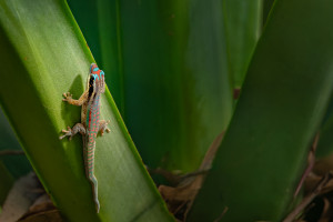 phelsuma ornata gecko diurne orne 10 phelsuma ornata gecko diurne orne 10