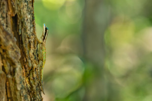 phelsuma ornata gecko diurne orne 10 phelsuma ornata gecko diurne orne 10
