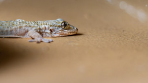 tarentola mauritanica tarente de mauretanie tarentola mauritanica tarente de mauretanie