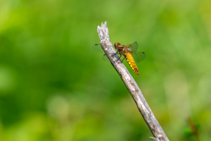 libellula depressa la libellule deprimee femelle libellula depressa la libellule deprimee femelle