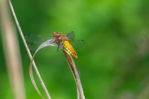 libellula depressa la libellule deprimee femelle libellula depressa la libellule deprimee femelle