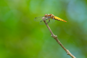 libellula depressa la libellule deprimee femelle libellula depressa la libellule deprimee femelle