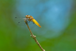 libellula depressa la libellule deprimee femelle libellula depressa la libellule deprimee femelle