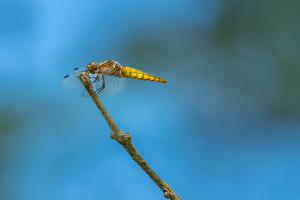 libellula depressa la libellule deprimee femelle libellula depressa la libellule deprimee femelle