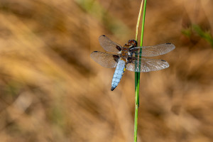 libellula depressa la libellule deprimee male libellula depressa la libellule deprimee male