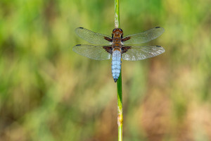 libellula depressa la libellule deprimee male libellula depressa la libellule deprimee male
