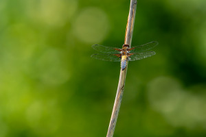libellula depressa la libellule deprimee male libellula depressa la libellule deprimee male