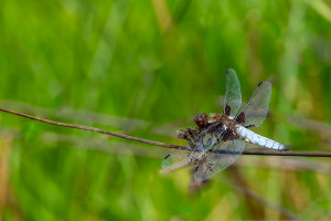 libellula depressa la libellule deprimee male libellula depressa la libellule deprimee male