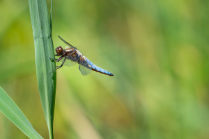 orthetrum coerulescens orthetrum bleuissant male orthetrum coerulescens orthetrum bleuissant male