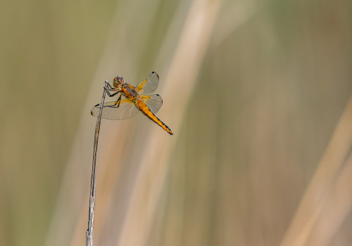 libellula fulva libellule fauve femelle libellula fulva libellule fauve femelle