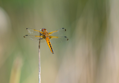 libellula fulva libellule fauve femelle libellula fulva libellule fauve femelle