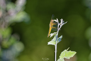 libellula fulva libellule fauve femelle 12 dxo libellula fulva libellule fauve femelle 12 dxo