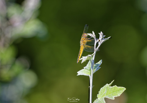 libellula fulva libellule fauve femelle 12 dxo libellula fulva libellule fauve femelle 12 dxo