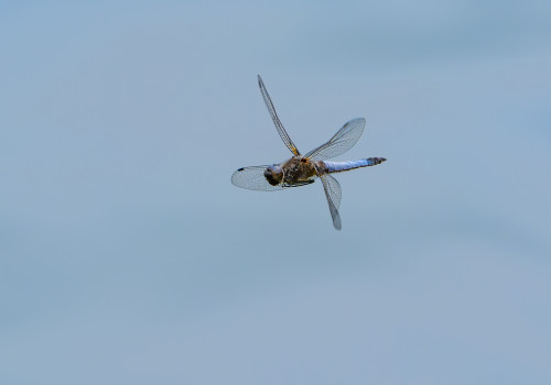 libellula fulva libellule fauve male libellula fulva libellule fauve male