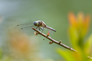 libellula fulva libellule fauve male libellula fulva libellule fauve male