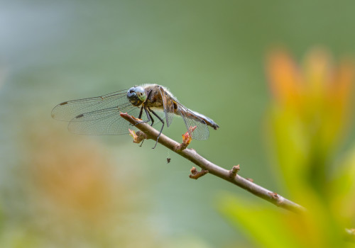 libellula fulva libellule fauve male libellula fulva libellule fauve male