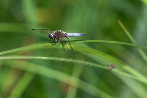 libellula fulva libellule fauve male libellula fulva libellule fauve male