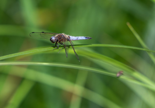 libellula fulva libellule fauve male libellula fulva libellule fauve male