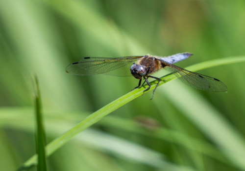 libellula fulva libellule fauve male libellula fulva libellule fauve male