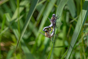 libellula fulva la libellule fauve couple libellula fulva la libellule fauve couple
