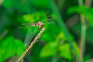 libellula fulva la libellule fauve femelle libellula fulva la libellule fauve femelle