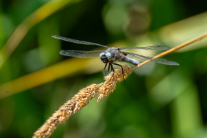 libellula fulva la libellule fauve male 10 libellula fulva la libellule fauve male 10