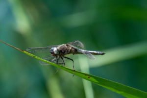 libellula fulva la libellule fauve male libellula fulva la libellule fauve male