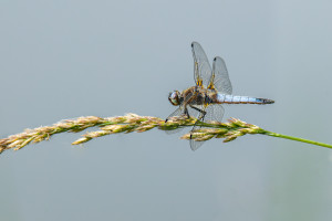 libellula fulva la libellule fauve male libellula fulva la libellule fauve male