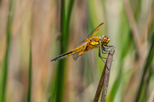 libellula quadrimaculata la libellule a 4 taches libellula quadrimaculata la libellule a 4 taches